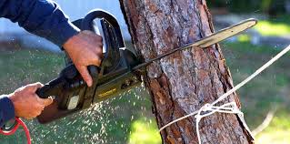 Best Palm Tree Trimming  in Avimor, ID